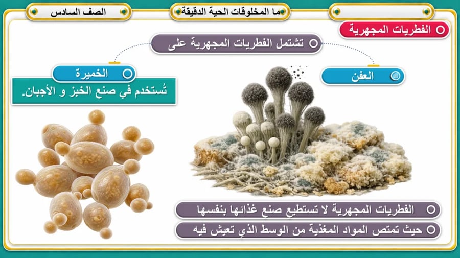 عمليات الحياة في المخلوقات الدقيقة  الصف السادس