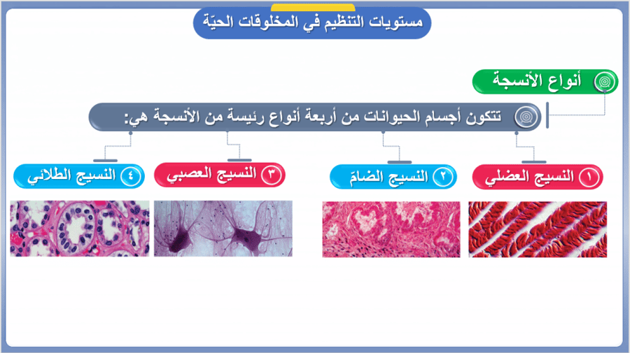 علوم الصف السادس  تنوع الحياة  الفصل الأول: الخلايا