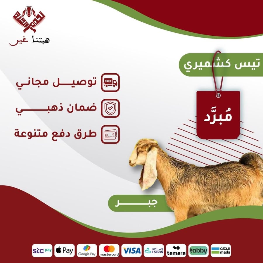 ذبيحة جبر تيس كشميري باكستاني 14-15 كيلو