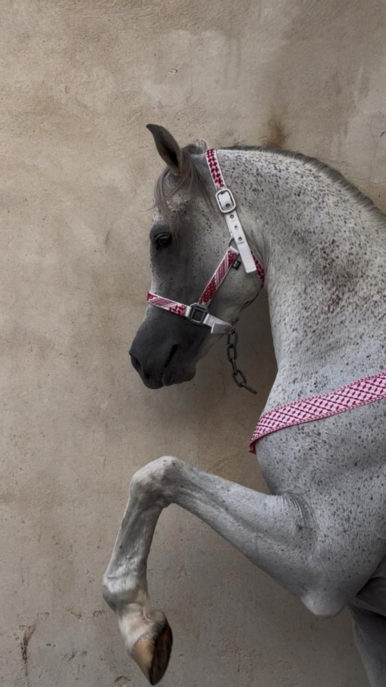 رشمة خيل شماغ