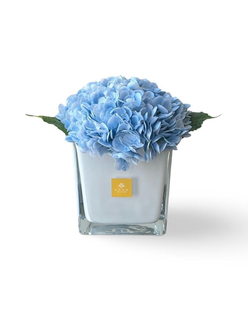 هدرانج سماوي - Sky blue hydrangea
