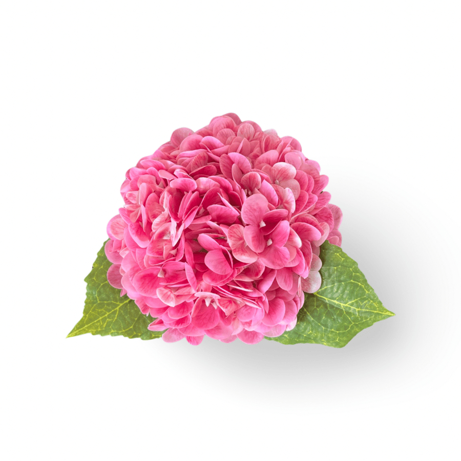 هدرانج زهري- Pink hydrangea