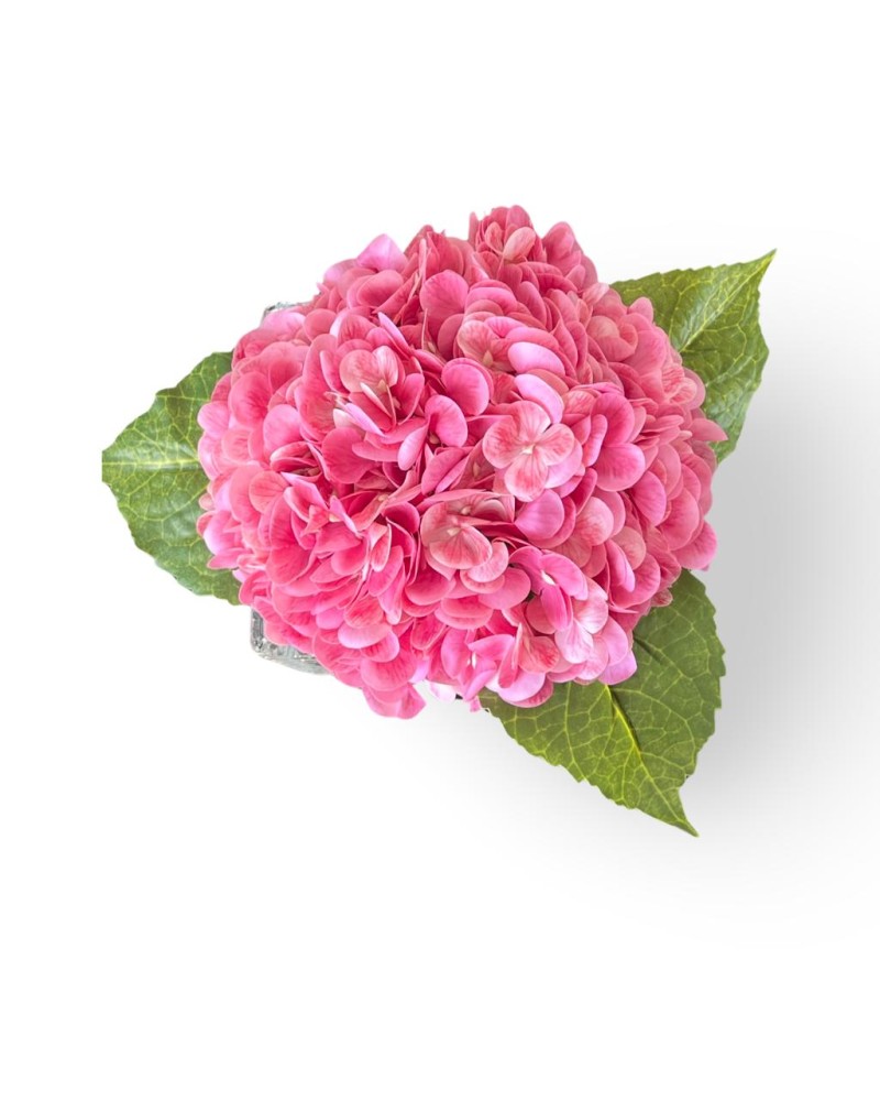 هدرانج زهري - Pink  hydrangea
