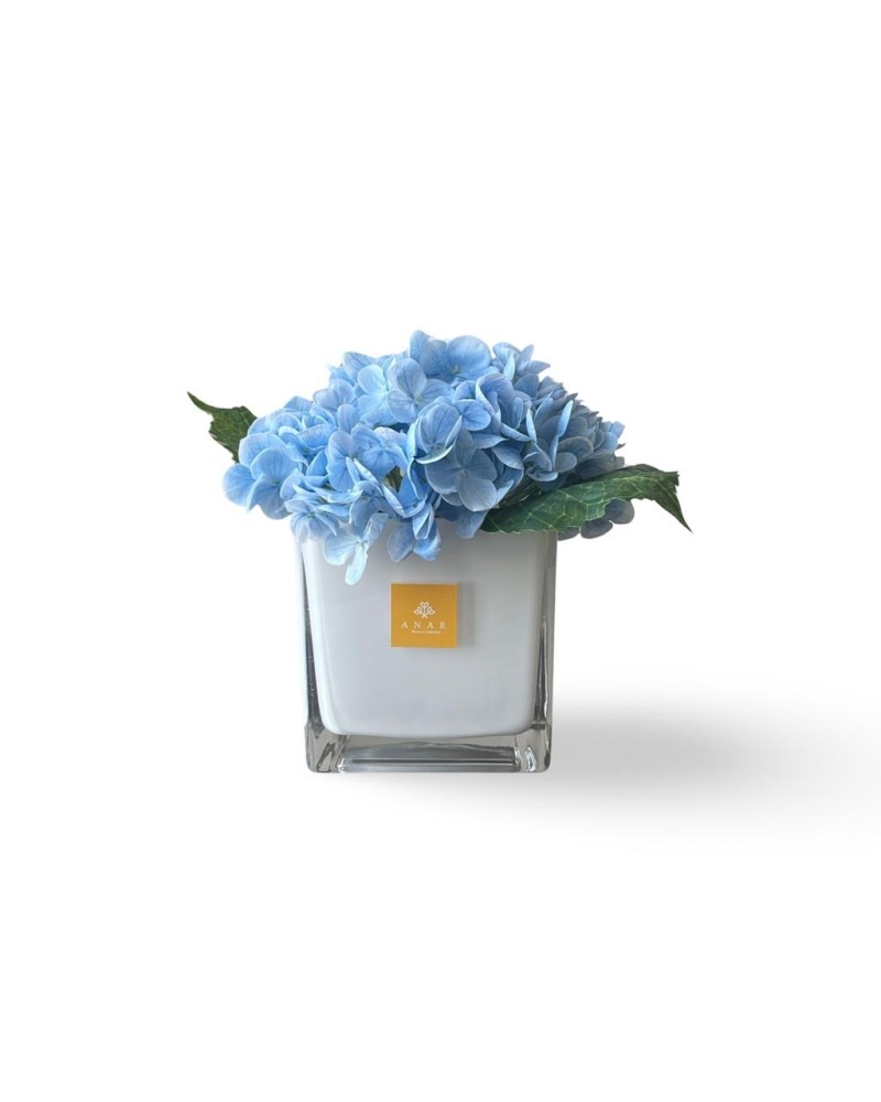هدرانج سماوي -Sky blue hydrangea