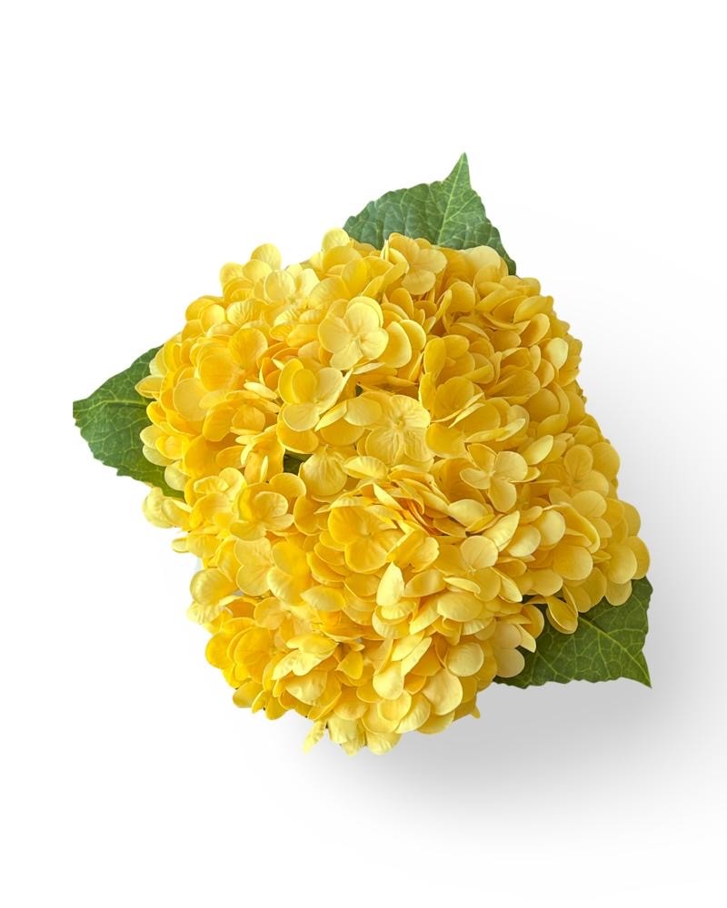 هدرانج أصفر -Yellow hydrangea