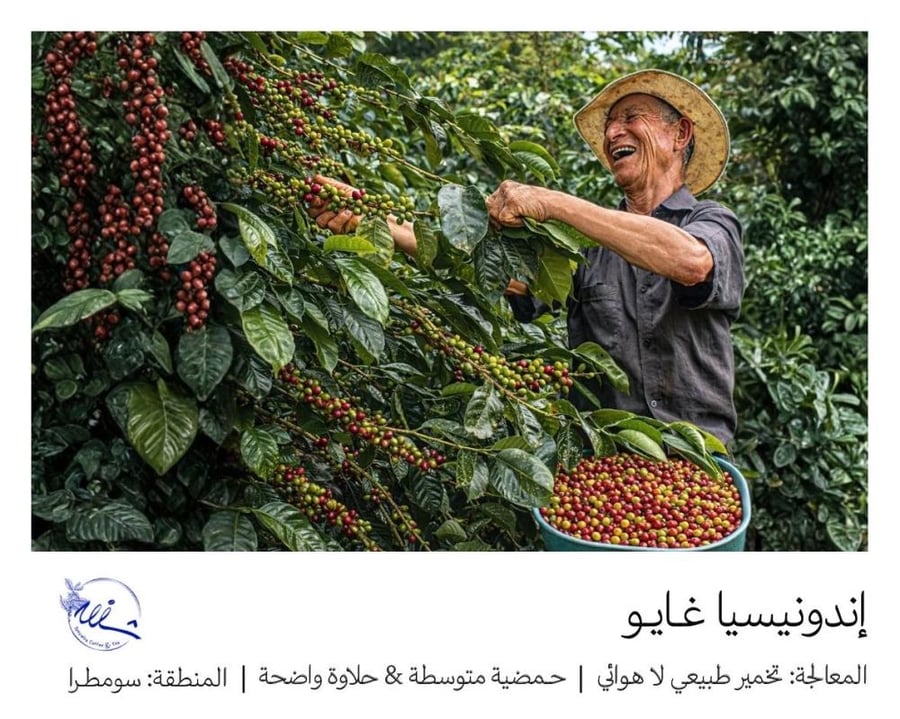 اندونيسيا غايو - ٢٥٠ غرام