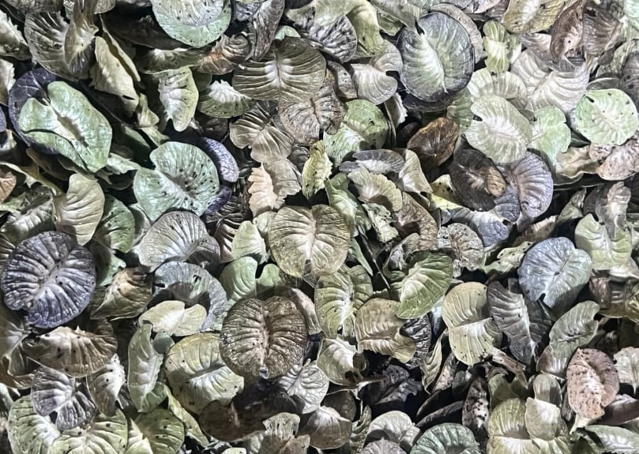 بذور خزامى