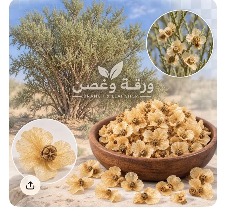 بذور الغضا