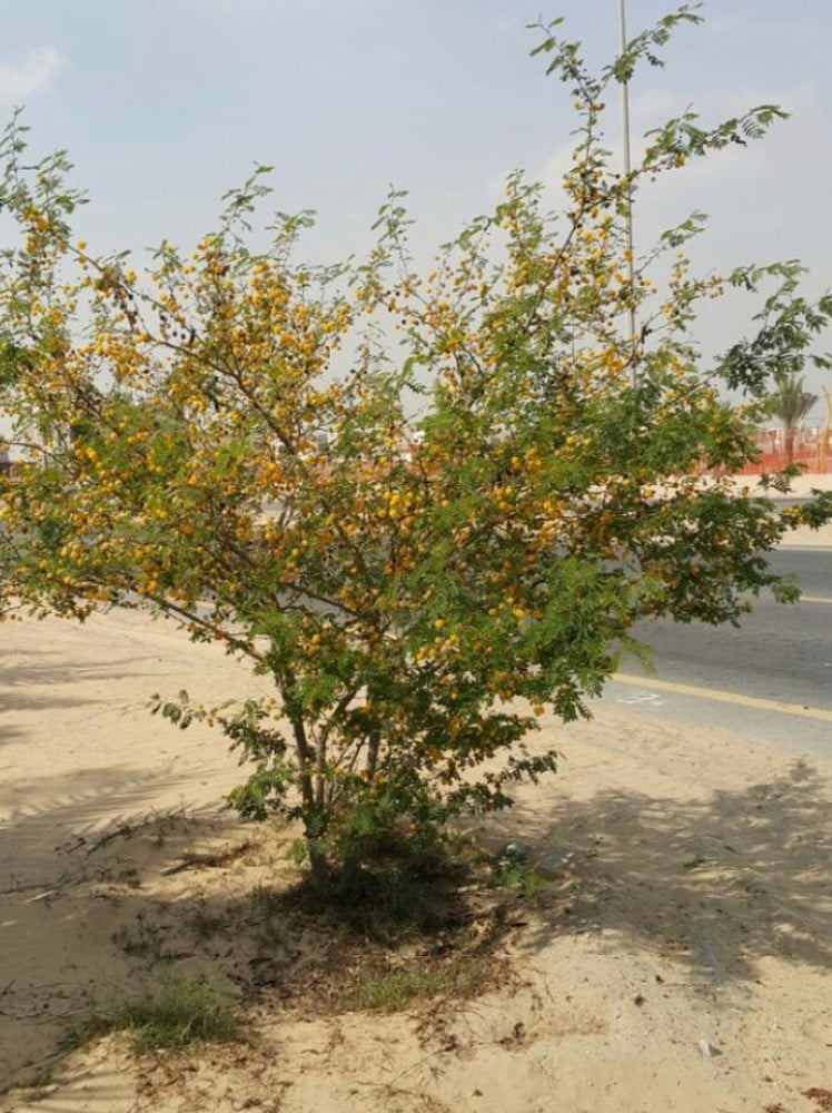 بذور طلح الفتنة