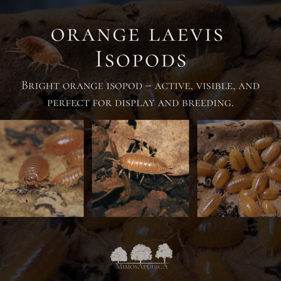 orange laevis isopod