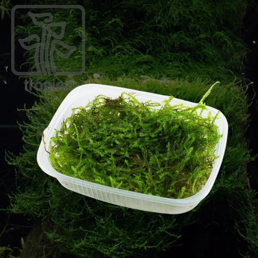 Taxiphyllum Bogor Moss portion