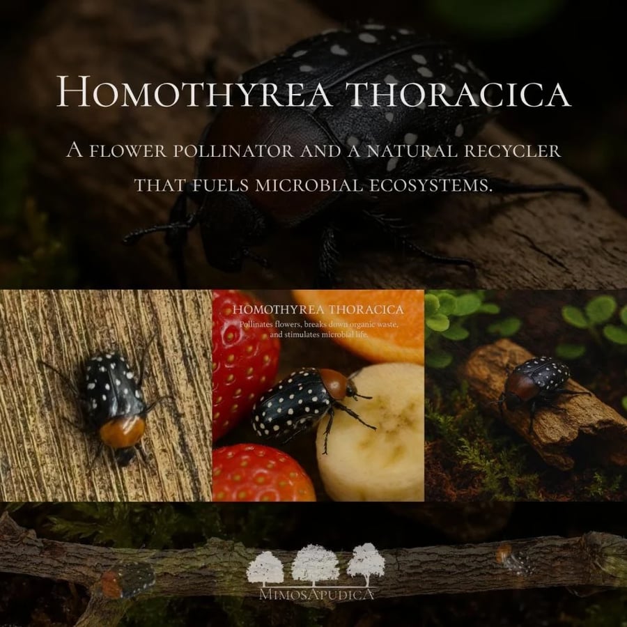 خنفساء الزهور النادرة – Homothyrea thoracica