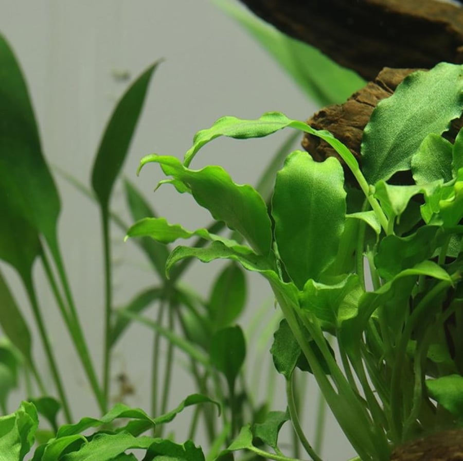 Schismatoglottis prietoi
