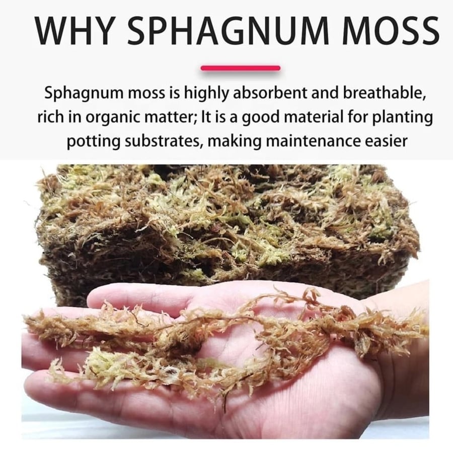 Sphagnum Moss 150g