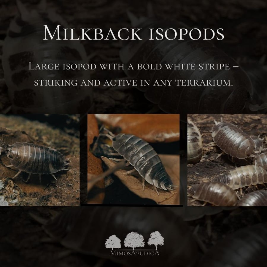 إيزوبود ميلك باك – Milkback Isopods