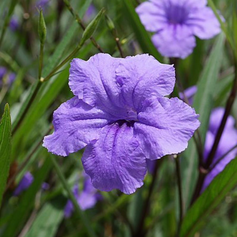 نبات الرويليا (عضوي)30 بذره