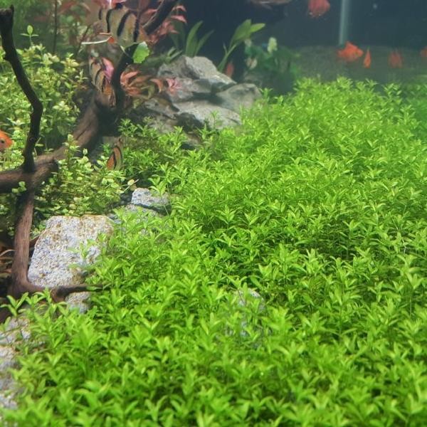 Hemianthus micranthemoides