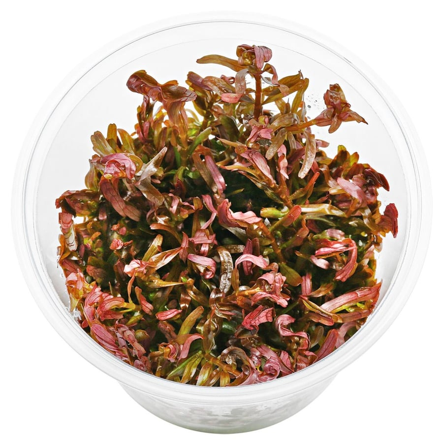Rotala Var. 'Blood Red' SG