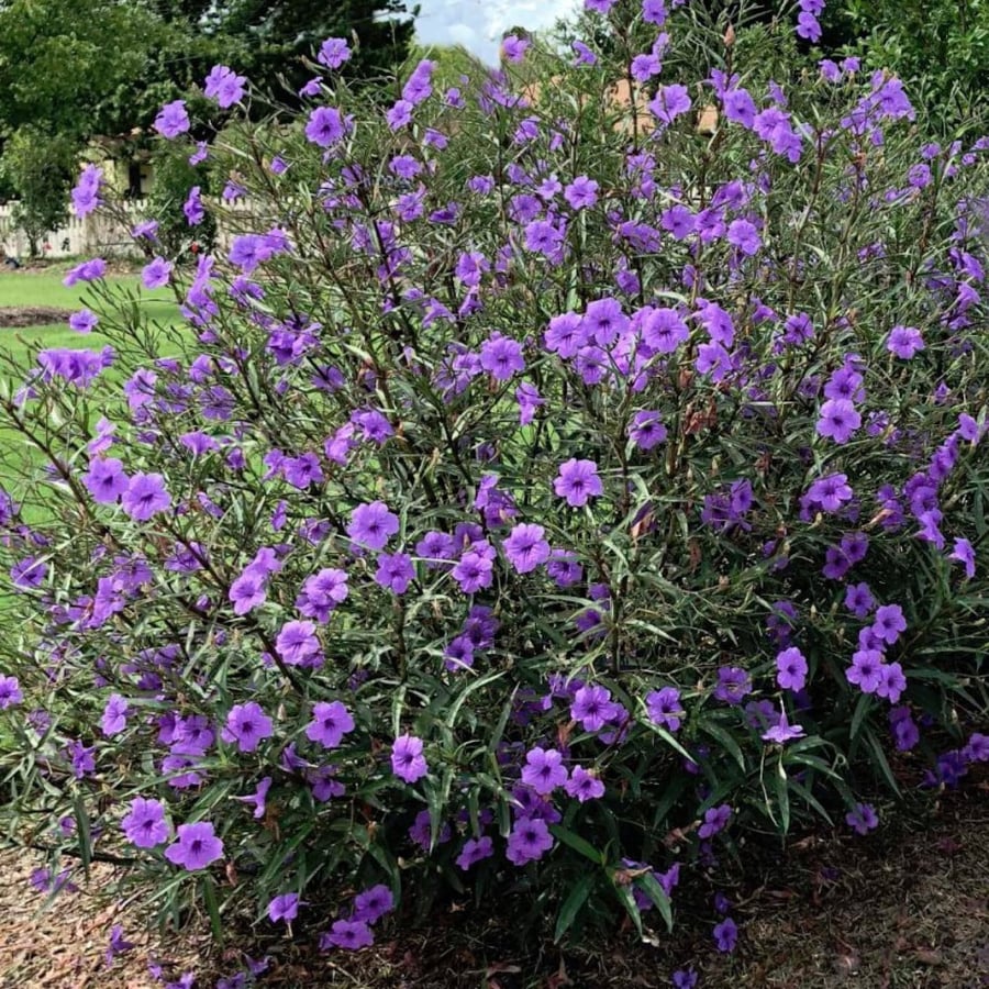 نبات الرويليا (عضوي)30 بذره