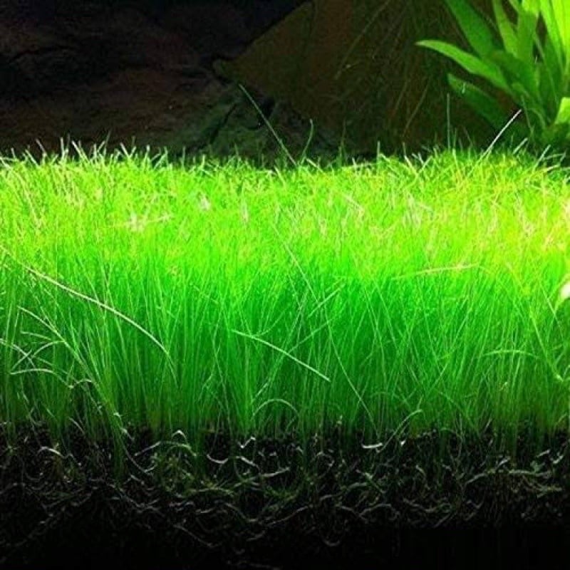 Eleocharis vivipara