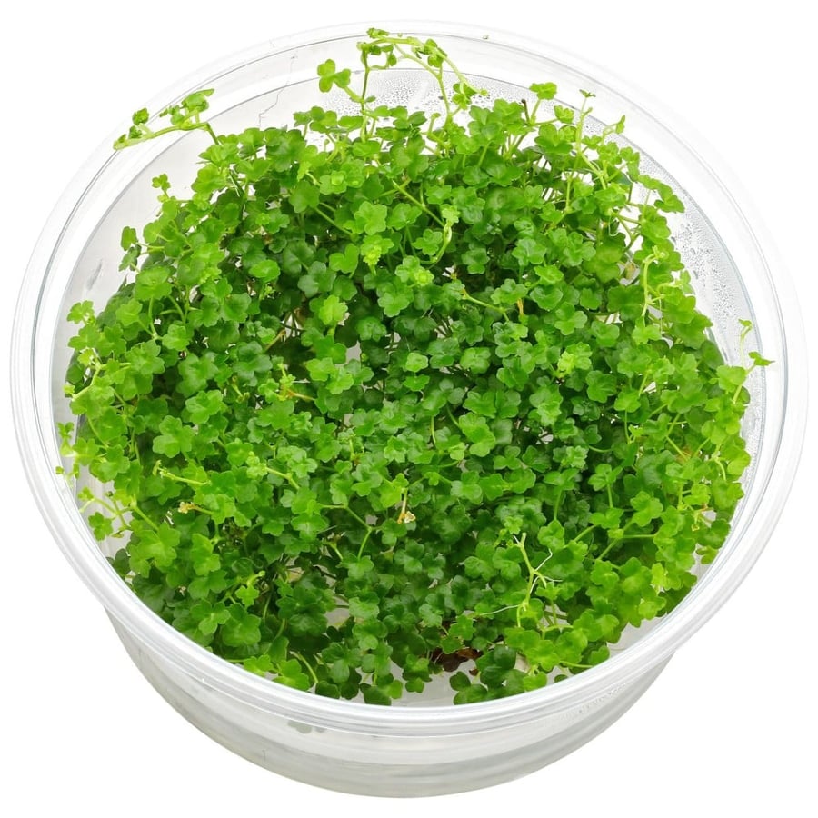 Hydrocotyle tripartita ‘Mini
