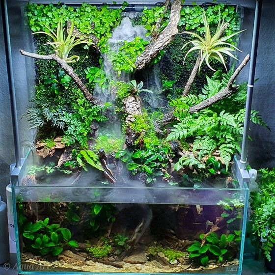 Staurogyne repens