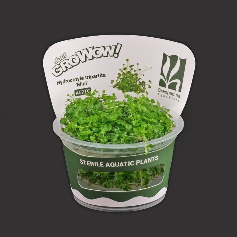 Hydrocotyle tripartita ‘Mini