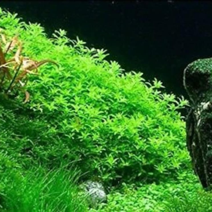 Hemianthus micranthemoides