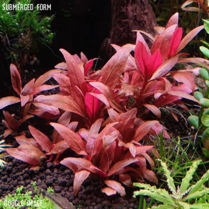 Alternanthera reineckii 'mini'
