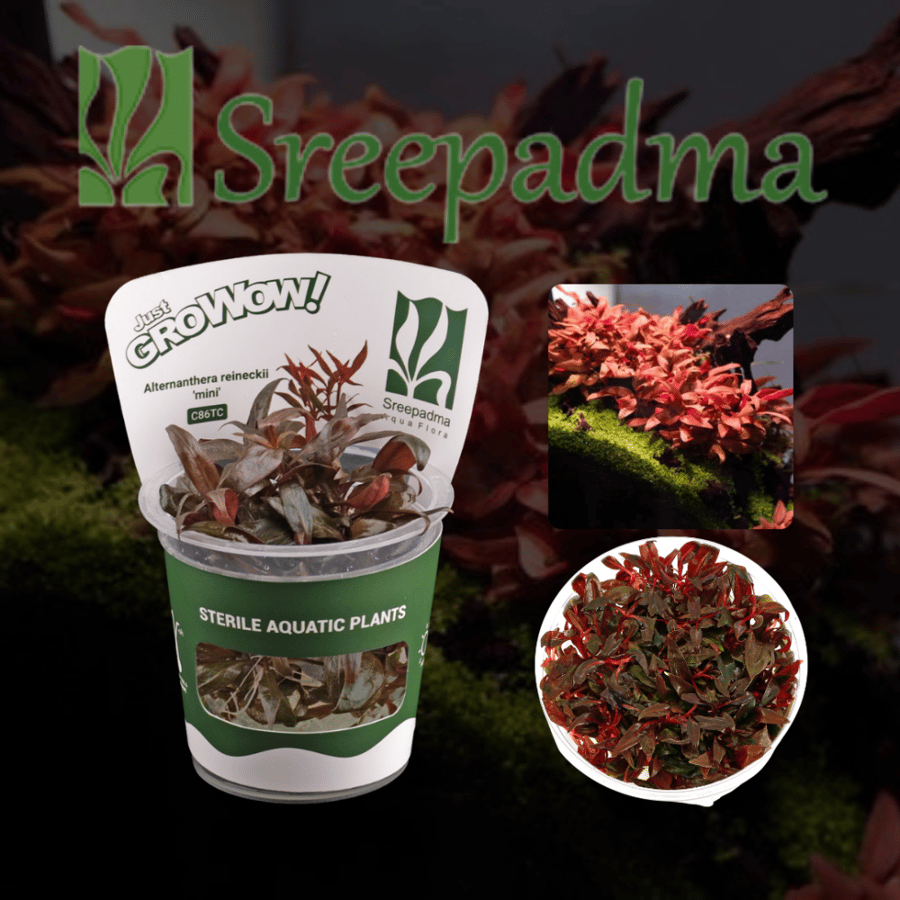 Alternanthera reineckii 'mini'