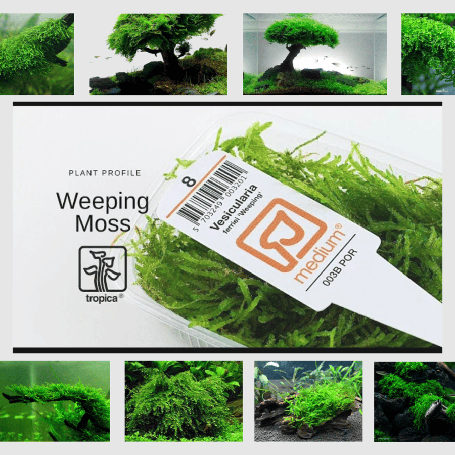 Vesicularia ferriei "Weeping Moss'L
