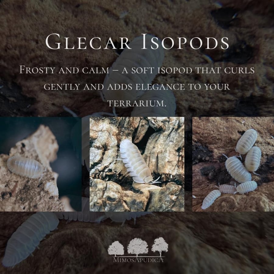 Glecar Isopods