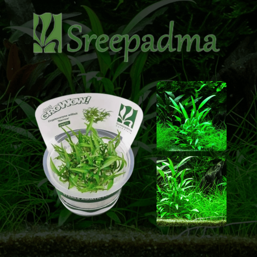 Cryptocoryne willisii Tropica TC Cup