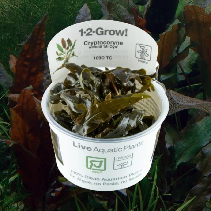 Cryptocoryne Mi Oye 1-2-Grow!