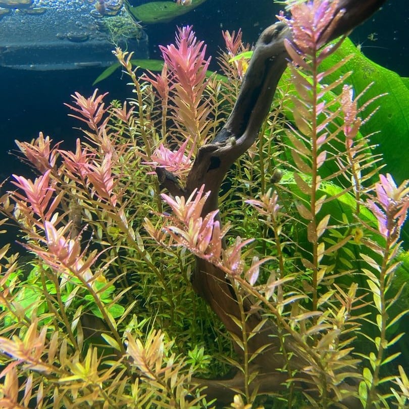 Rotala sp. Big Bear