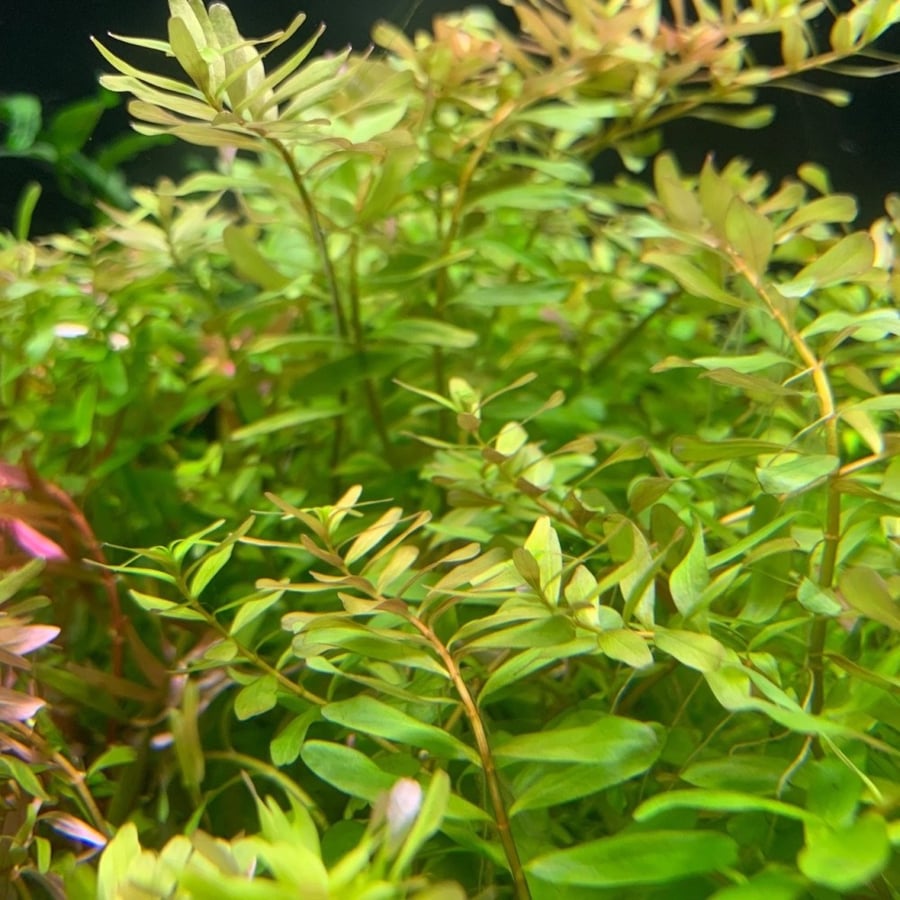 Rotala sp. 'Ceylon'