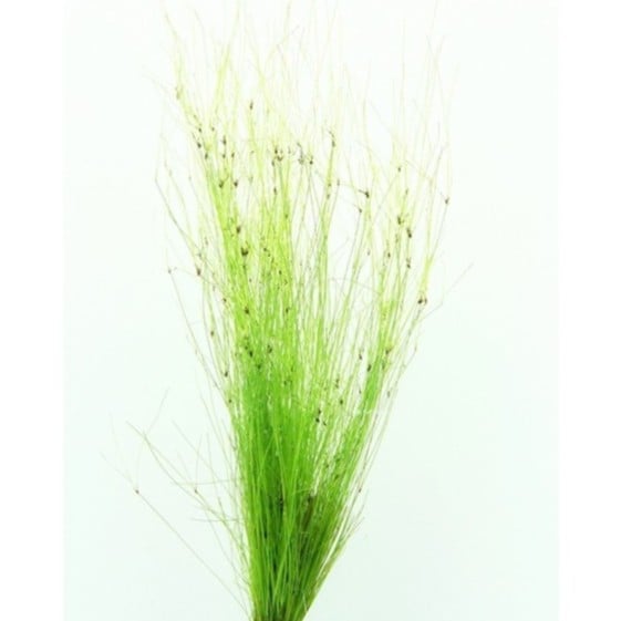 Eleocharis vivipara
