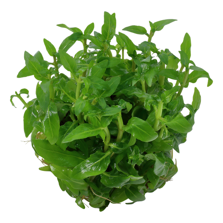 Staurogyne repens