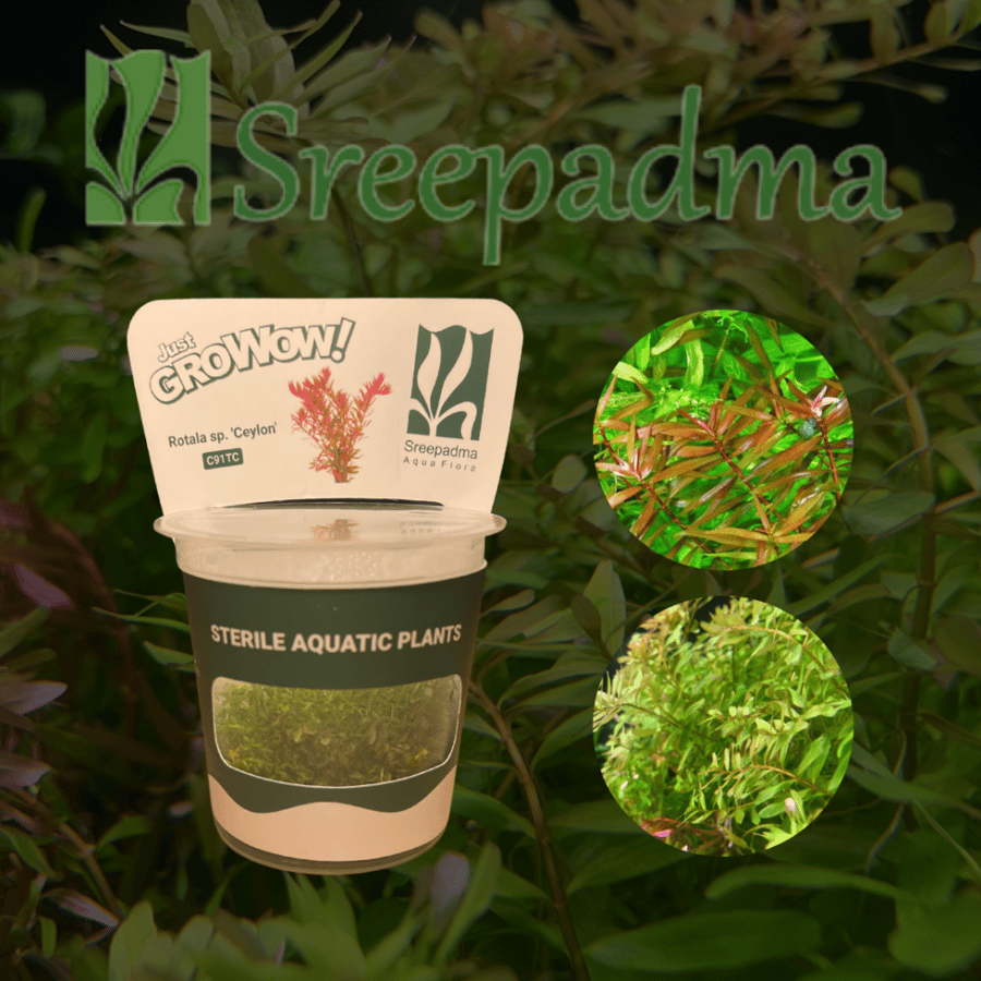 Rotala sp. 'Ceylon'
