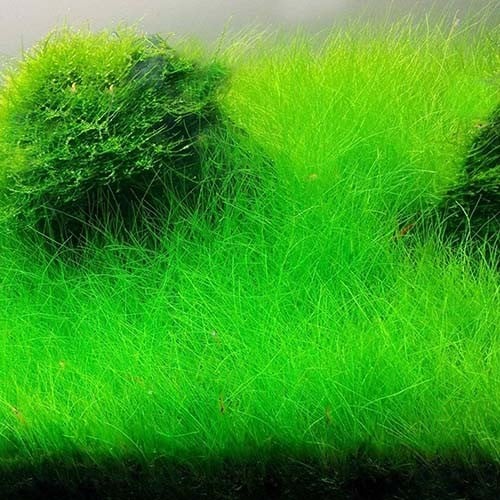 Eleocharis vivipara