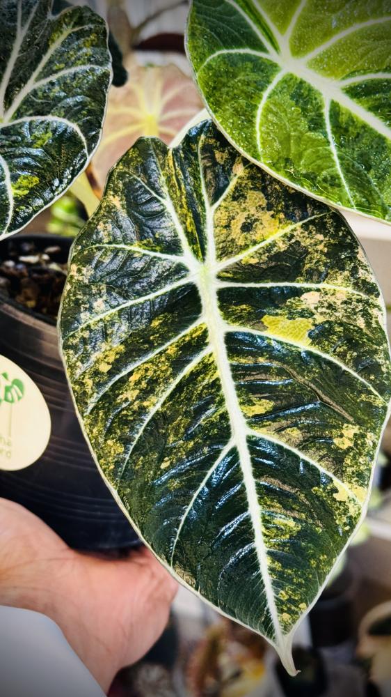 ALOCASIA BLACK VELVET GOLD