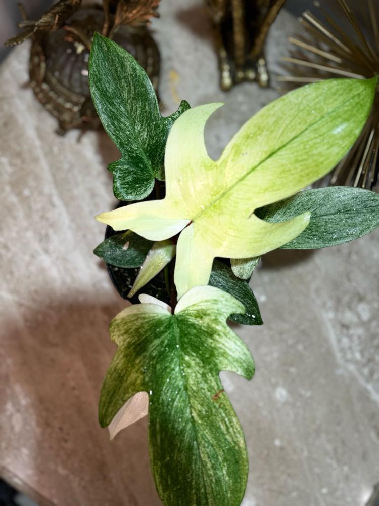 فيلوديندرون فلوريدا قوست - Philodendron Florida Ghost