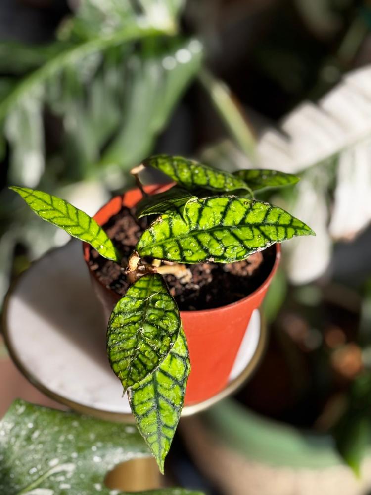hoya callistophylla