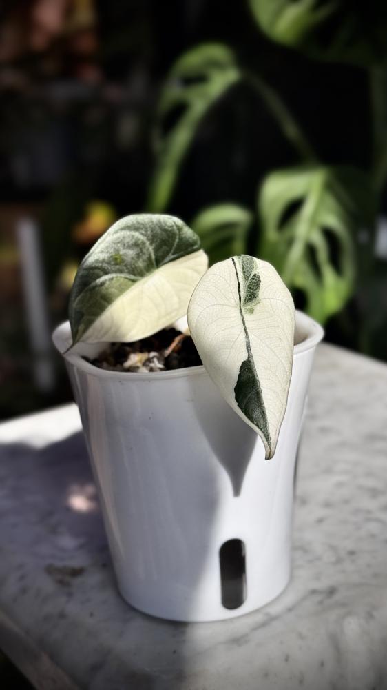 ALOCASIA MELO ALBO