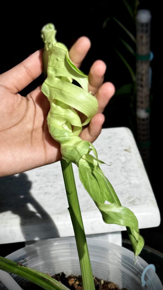 MONSTERA OCEAN MINT