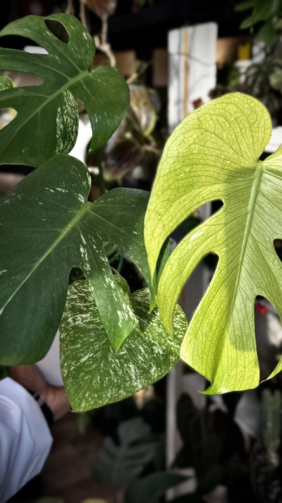 MONSTERA SILVER STAR