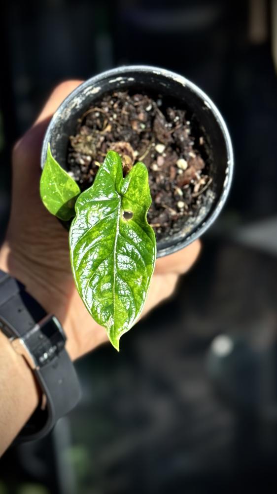 ALOCASIA SCALPRUM AUREA