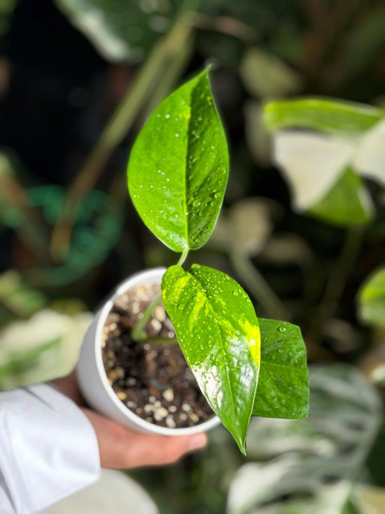 Epipremnum Pinnatum Yellow Variegated