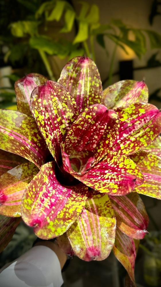 BROMELIAD MIX VARIETIES