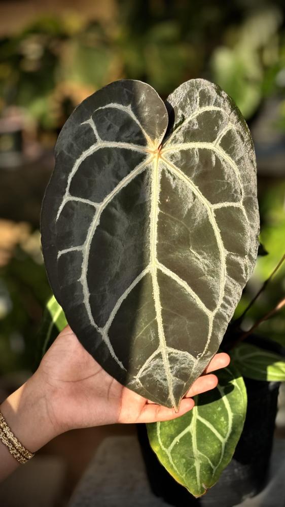 ANTHURIUM HYBRID MIX